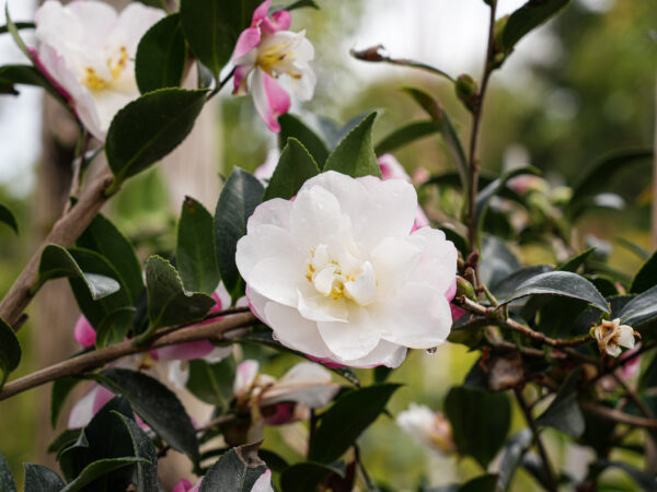<i>Camellia sasanqua</i> 'Paradise Blush' - Image 7