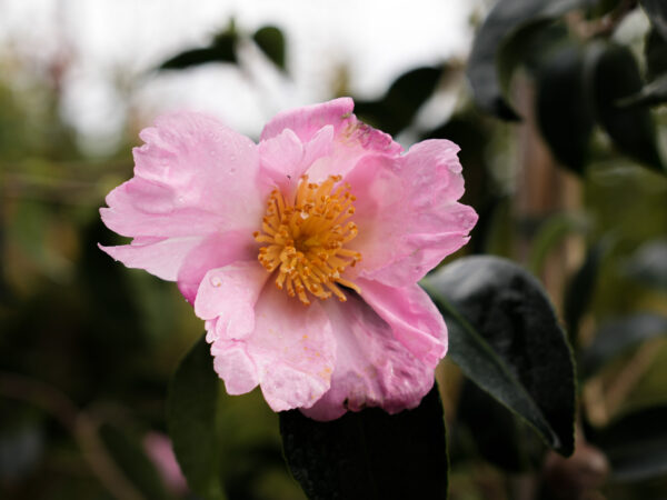 <i>Camellia sasanqua</i> 'Plantation Pink' - Image 2