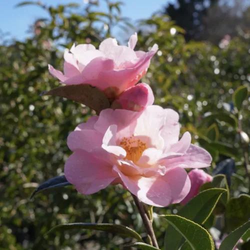 Two delicate pink Michelia ‘Fairy Blush’ flowers bloom on a branch, with soft petals and yellow centers, set against a blurred green foliage background.