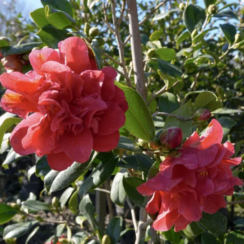 Close-up of a vibrant pink Michelia ‘Fairy Blush’ with ruffled petals and lush green foliage, showcasing delicate water droplets on its bloom.