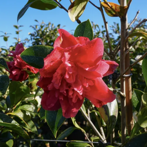 A vibrant, ruffled red Michelia 'Fairy Blush' flower with water droplets on its petals, set against a backdrop of lush green leaves and a clear blue sky.