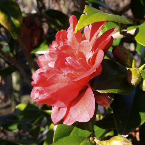 A vibrant pink Michelia 'Fairy Blush' camellia flower in full bloom, with delicate petals glistening with water droplets, surrounded by lush green foliage and unopened buds.