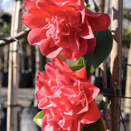 Two vibrant coral pink camellia flowers of the Michelia ‘Fairy Blush’ variety bloom on a woody stem, showcasing ruffled petals against a blurred natural background.