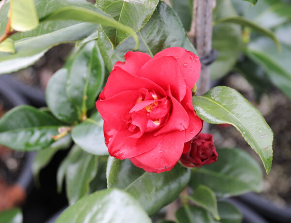 <i>Camellia japonica</i> 'Midnight'