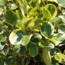 Griselinia littoralis 'Variegata' shrub with glossy green leaves edged in creamy yellow variegation.
