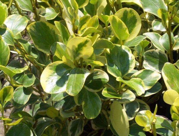 Griselinia littoralis 'Variegata' (Kāpuka) greener leaves