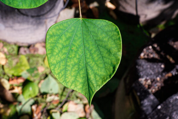 <i>Cercis canadensis</i> 'Hearts Of Gold' - Image 8