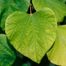 **Cercis canadensis 'Hearts of Gold' leaves. Heart-shaped foliage in vibrant shades of green and gold, adding a splash of color to any garden.