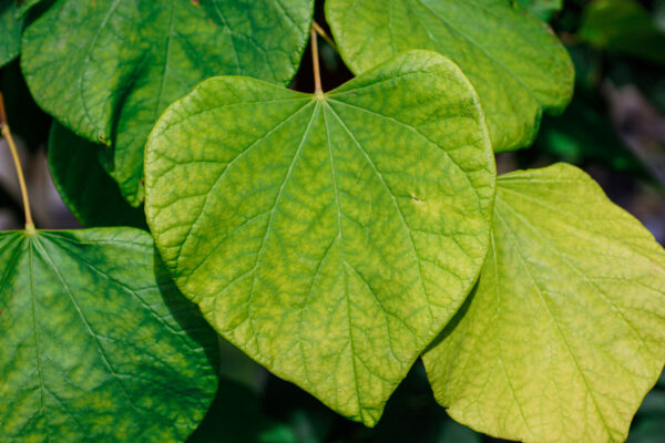 <i>Cercis canadensis</i> 'Hearts Of Gold' - Image 4