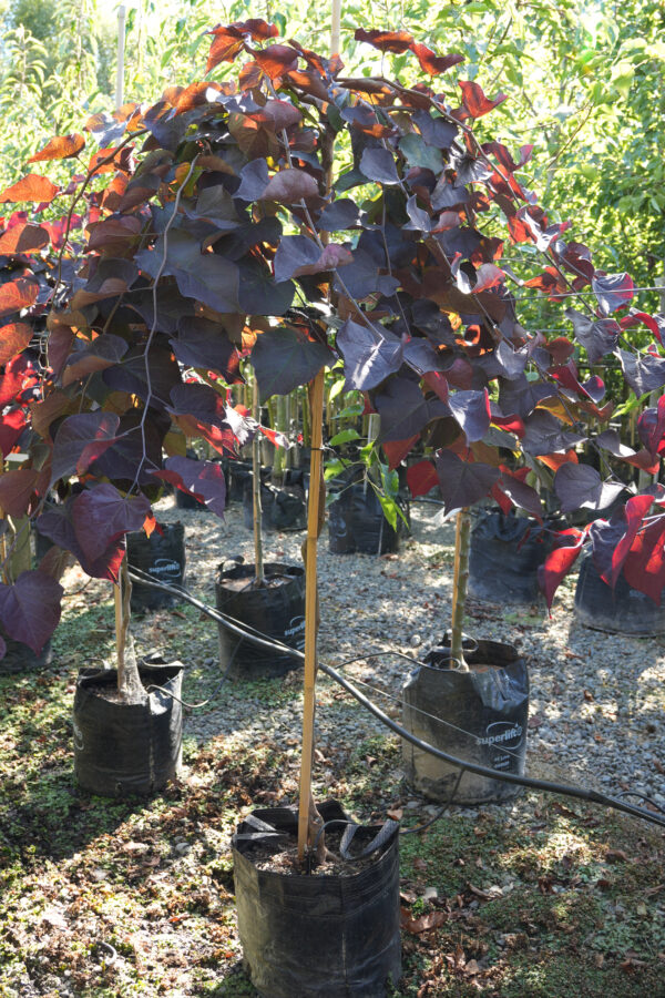 <i>Cercis canadensis</i> 'Ruby Falls' - Image 2