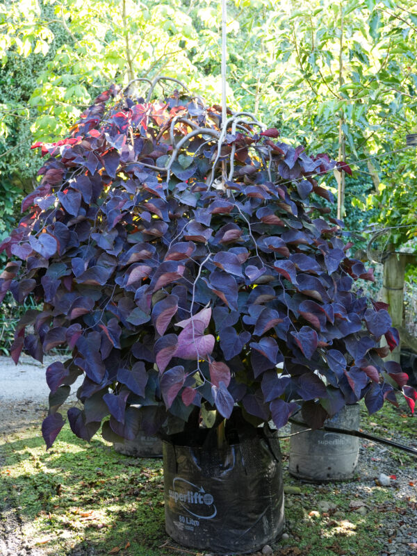 <i>Cercis canadensis</i> 'Ruby Falls' - Image 3