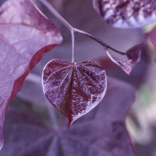 Heart-shaped leaf of a Cercis canadensis 'Ruby Falls' Eastern Redbud tree, showcasing deep purple-red foliage