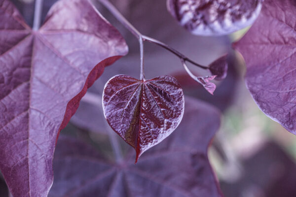 <i>Cercis canadensis</i> 'Ruby Falls' - Image 5