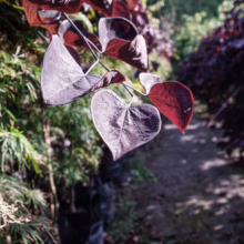 Cercis canadensis 'Ruby Falls' featuring deep burgundy, heart-shaped leaves on a weeping form, adding dramatic color to the garden.
