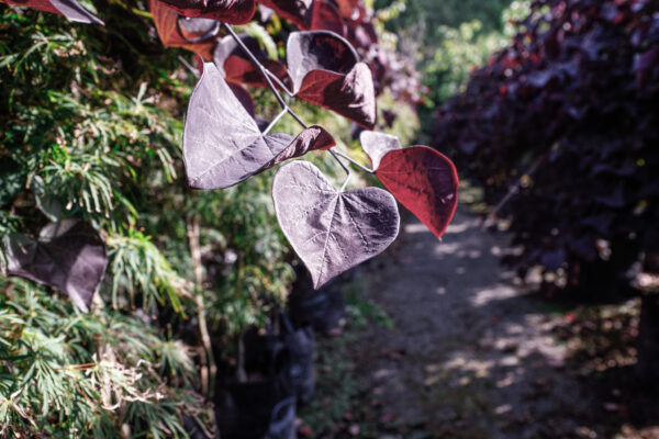 <i>Cercis canadensis</i> 'Ruby Falls' - Image 8