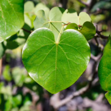 Heart-shaped, bright green leaf of a Cercis canadensis var. texensis ‘Texas White’ tree, showcasing its smooth texture and vibrant color