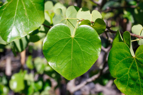 <i>Cercis canadensis</i> var. <i>texensis</i> 'Texas White' - Image 7