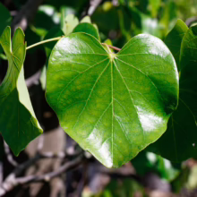 Green, heart-shaped leaves of a Cercis canadensis var. texensis 'Texas White' plant, showcasing its unique foliage and texture.