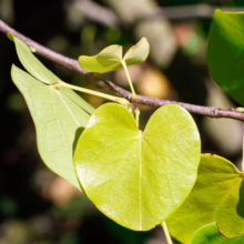 Cercis canadensis var. texensis ‘Texas White’ branch with heart-shaped, pale green leaves, showcasing its delicate foliage
