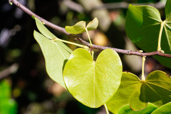 <i>Cercis canadensis</i> var. <i>texensis</i> 'Texas White' - Image 9