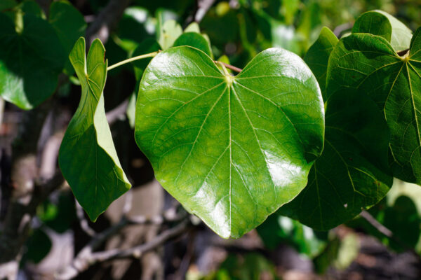 <i>Cercis canadensis</i> var. <i>texensis</i> 'Texas White' - Image 3