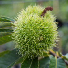 Green spiky bur of Castanea sativa '1005' chestnut on a branch with leaves.