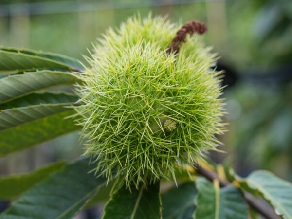 <i>Castanea sativa</i> '1005' - Image 11