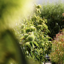 Green spiky burrs of Castanea sativa '1005' chestnuts on branches with long leaves, growing in a row at a plant nursery.