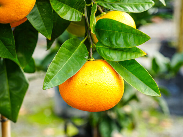 <i>Citrus</i> x <i>paradisi</i> 'Cutler's Red' - Image 2