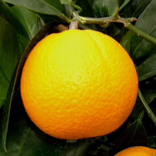 Bright Citrus orange 'Parent Navel' on the branch, showcasing its vibrant color and textured peel, ready to be picked