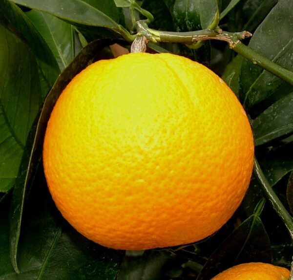 Citrus orange ‘Parent Navel’ (Orange) whole fruit