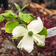 Cornus florida 'Cloud Nine' blossom: Large, white bracts surround green flower center, with bright green leaves. A beautiful flowering tree.