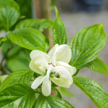 Cornus florida 'Cloud Nine' bloom: Creamy white bracts surround tiny green flowers, nestled amongst vibrant green leaves. A beautiful flowering dogwood.