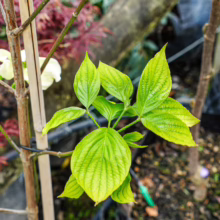 Bright green leaves of a Cornus florida 'Cloud Nine' plant, with a small white flower blooming.