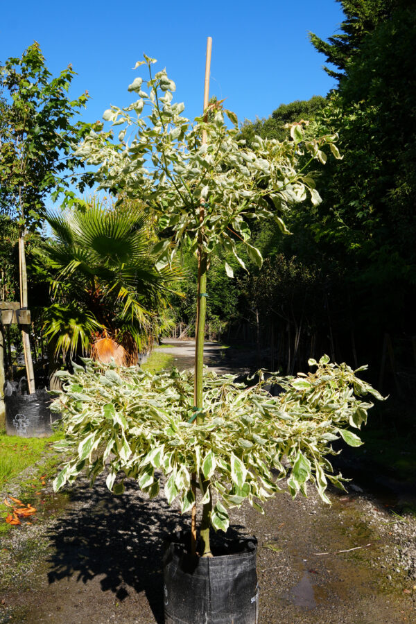 <i>Cornus controversa</i> 'Variegata' - Image 2