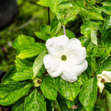 Cornus 'Eddie's White Wonder' blossom surrounded by vibrant green leaves, showcasing its elegant, pristine white petals and unique form.