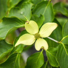 Cornus kousa 'Milky Way' bloom: creamy white bracts surround a central cluster of green buds, set against lush green leaves