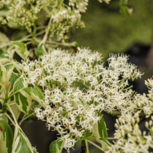 Cornus controversa 'Variegata' in bloom: White flowers atop variegated green and cream leaves, a striking ornamental tree