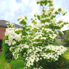 Cornus kousa 'Milky Way' dogwood tree in full bloom, showcasing abundant white bracts against green foliage and a blue sky.
