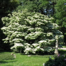 Cornus kousa 'Milky Way': A large dogwood tree in full bloom, covered in abundant white flowers, creating a stunning, milky way effect in the garden.