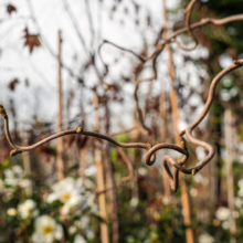 Corylus avellana 'Contorta' close-up: Twisted hazel branches with emerging buds set against a backdrop of delicate white flowers.