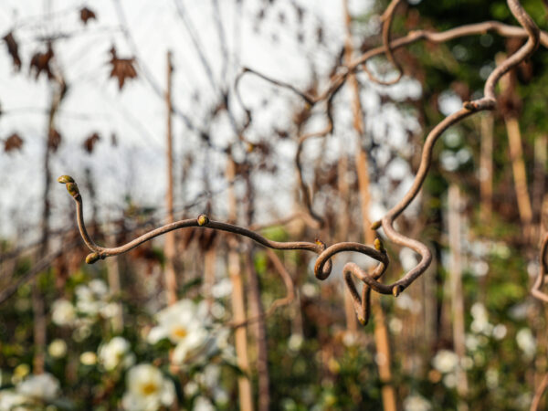 Corylus avenllana 'Contorta' (Corkscrew Hazel) Branch