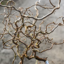 Corylus avellana 'Contorta': Close-up of twisted hazel branches, showcasing its unique, sculptural form and textured bark