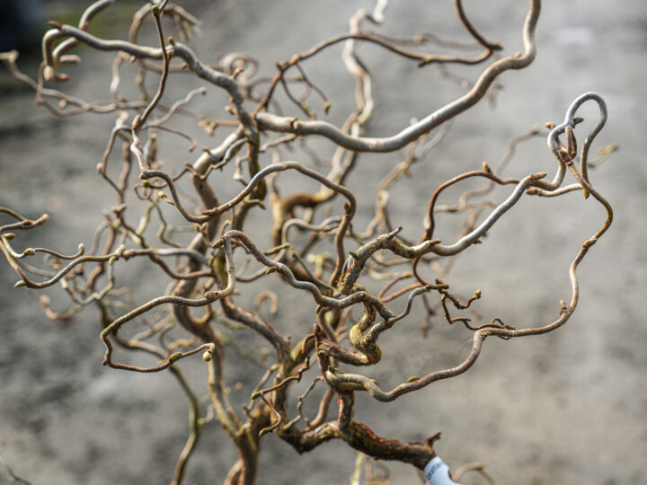 Winter Trees That Make Your Garden Feel Alive 9 Corylus avenllana 'Contorta' (Corkscrew Hazel) Branches