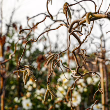 Corylus avellana 'Contorta' close-up: Bare, twisting branches with hanging catkins, set against a soft, blurred backdrop of white flowers and foliage.