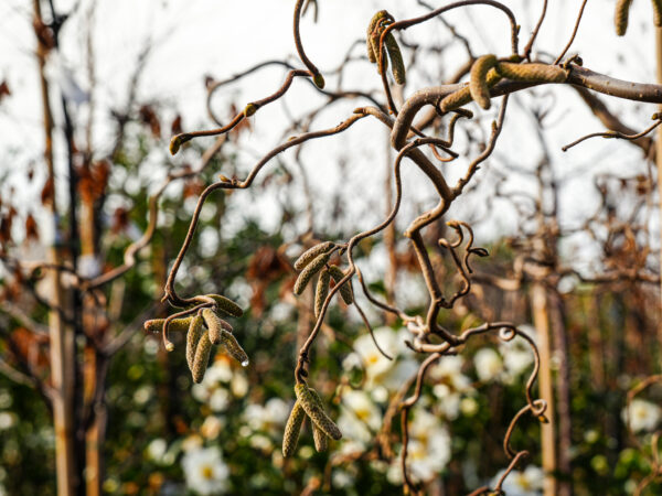 Corylus avenllana 'Contorta' (Corkscrew Hazel) Branch and Catkins