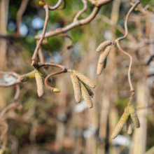 Corylus avellana 'Contorta': Twisted hazel branches with hanging catkins, showcasing its unique, contorted form.