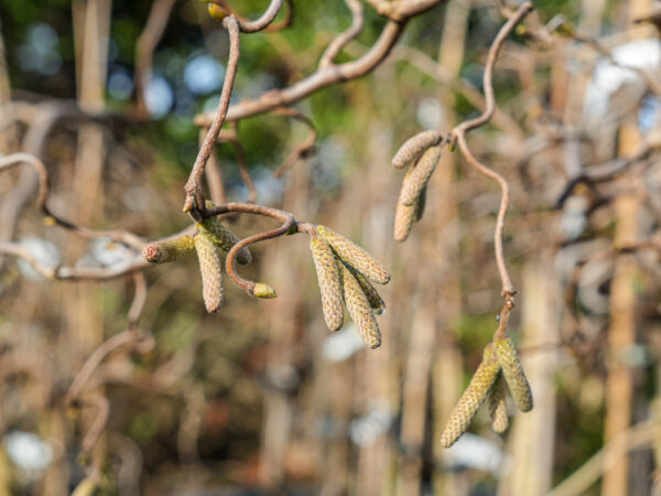 Corylus avenllana 'Contorta' (Corkscrew Hazel) Catkins