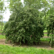 Corylus avellana 'Contorta': A unique, twisted hazel shrub with dense green foliage, perfect for adding sculptural interest to gardens