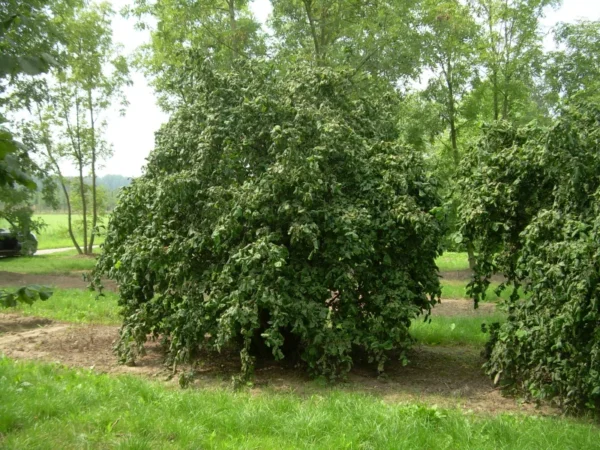 Corylus avenllana 'Contorta' (Corkscrew Hazel) Tree